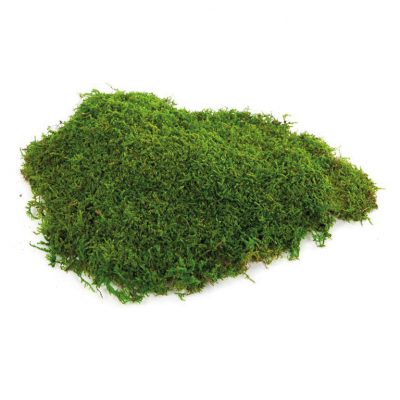 Flat Moss