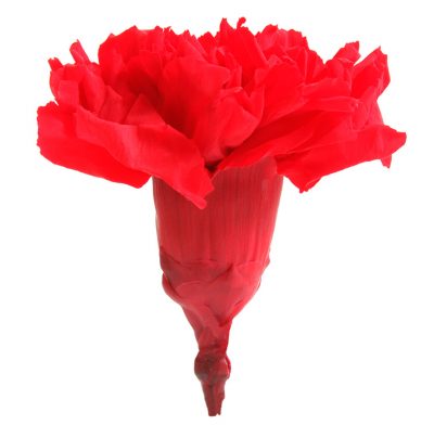 Carnation – Garoafă rosie