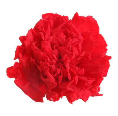 Carnation – Garoafă rosie
