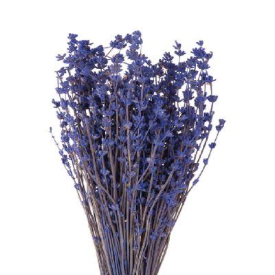 Lavanda