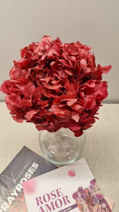 Hortensia DARK Pink Verdissimo HRT-0400