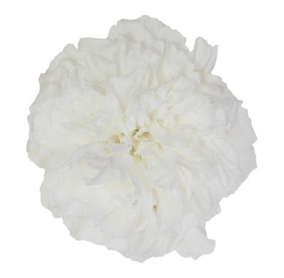 Carnation – Garoafă albă