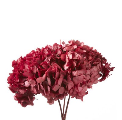 Hortensia DARK Pink Verdissimo HRT-0400