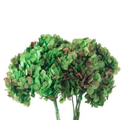 HORTENSIA VERDISIMMO GREEN-RED  HRT2120