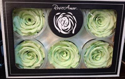 RoseAmor XL GRE-04