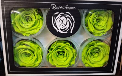 RoseAmor XL GRE-05
