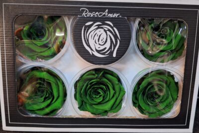 RoseAmor XL GRE-02