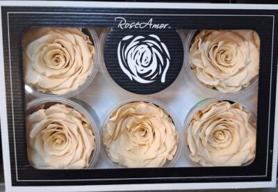 RoseAmor XL CHA-01