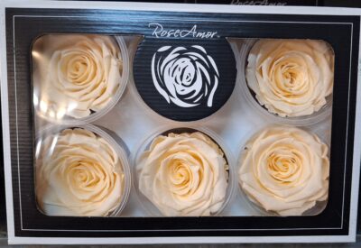 RoseAmor XL CHA-99