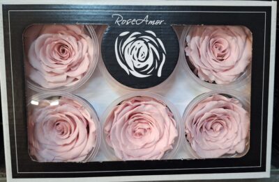 RoseAmor XL PIN-04