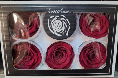 RoseAmor XL PIN-02