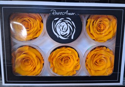 RoseAmor XL YEL-04