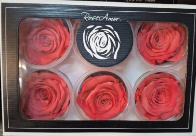 RoseAmor XL BIC-10