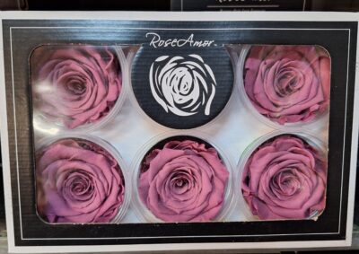 RoseAmor XL VIO-02