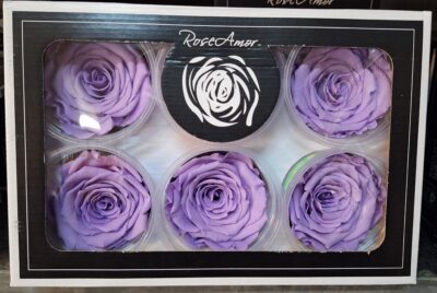 RoseAmor XL VIO-03