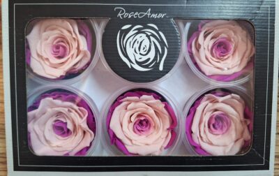 RoseAmor XL  BIC-29