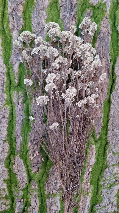 Diosmi – white ( floare de orez) HDI 0000