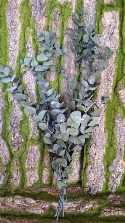 Eucalipt cinerea – CIN 9105