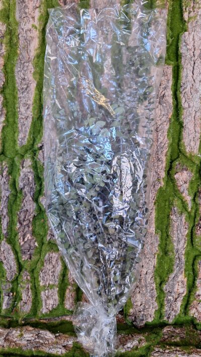 Eucalipt Baby Blue – BBL 4103