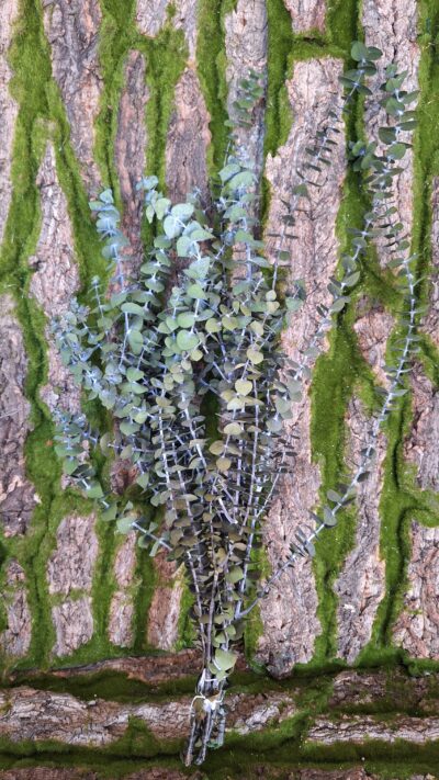 Eucalipt Baby Blue – BBL 4103