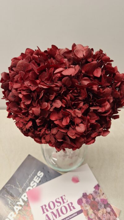 HORTENSIA VERDISSIMO RED HRT-0200