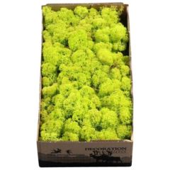 Reindeer Moss – Spring Green