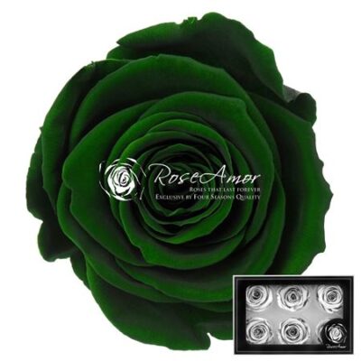 RoseAmor XL GRE-02