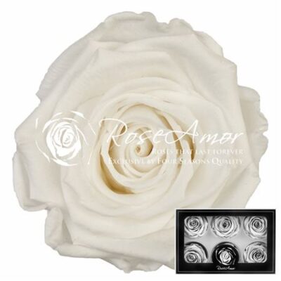 RoseAmor XL  WHI-01