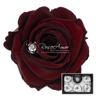 RoseAmor XL CHO-01