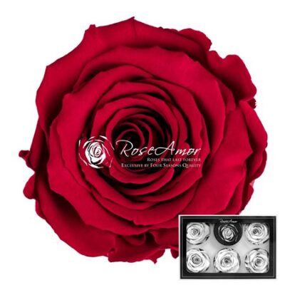 RoseAmor XL PIN-02