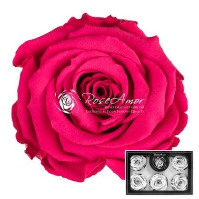 RoseAmor XL PIN-03