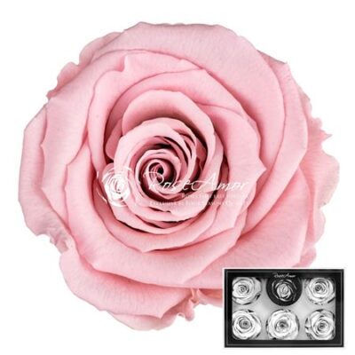 RoseAmor XL PIN-04