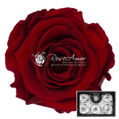 RoseAmor XL RED-01