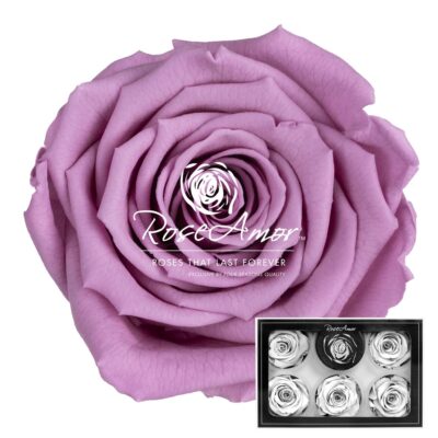 RoseAmor XL VIO-02