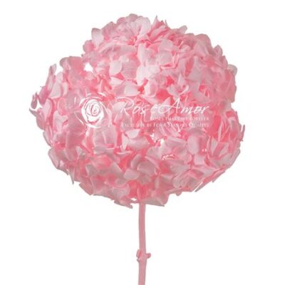 HORTENSIE ROSEAMOR  PIN-99