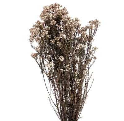 Ozothamnus alb-Floare de orez