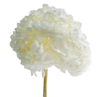 HORTENSIE ROSEAMOR ALBA  WHI-01