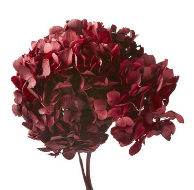 HORTENSIA VERDISSIMO RED HRT-0200