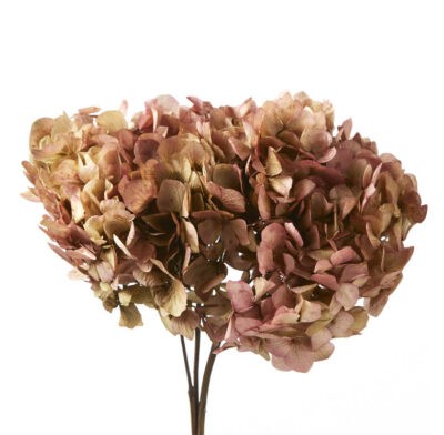 HORTENSIA VERDISSIMO HRT-2040