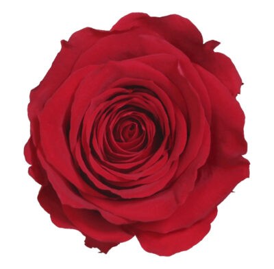 Rose with stem Standard Verdissimo PRZ-1200