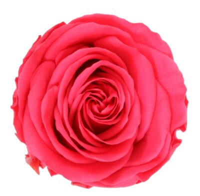 Rose with stem Standard Verdissimo PRZ-1490