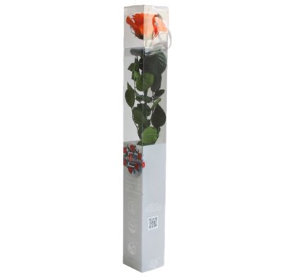 Rose with stem Standard Verdissimo PRZ-1530