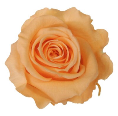 Rose with stem Standard Verdissimo PRZ-1550