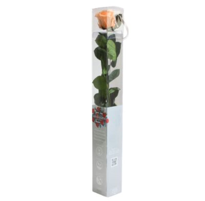 Rose with stem Standard Verdissimo PRZ-1550
