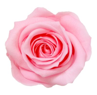 Rose with stem Mini Verdissimo PRZ-2420