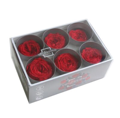 Verdissimo Garden Rose -RGA 2200 Red