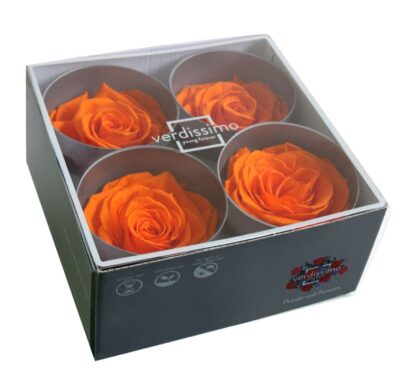 Verdissimo -Rose Premium RSG 2530 Orange