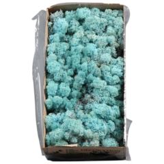 Reindeer Moss – Aquamarine