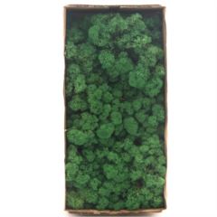 Reindeer Moss – Grass Green