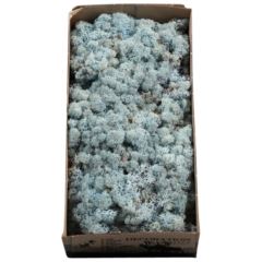 Reindeer Moss – Ice Blue